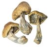 Magic Mushroom Online Store Oregon